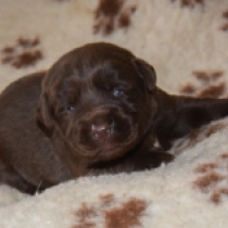 Labrador Retriever puppy for sale