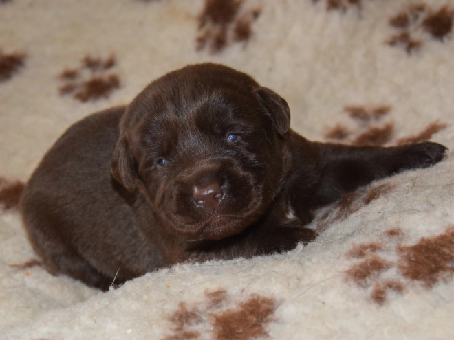 Labrador Retriever puppy for sale