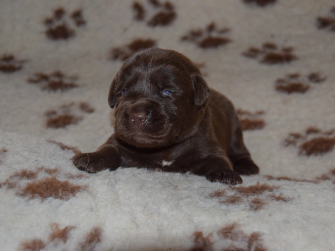 Labrador Retriever puppy for sale