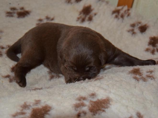 Perros Labrador Retriever en venta