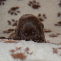 Perros Labrador Retriever en venta