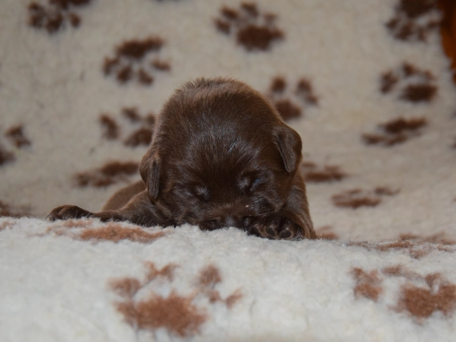 Perros Labrador Retriever en venta