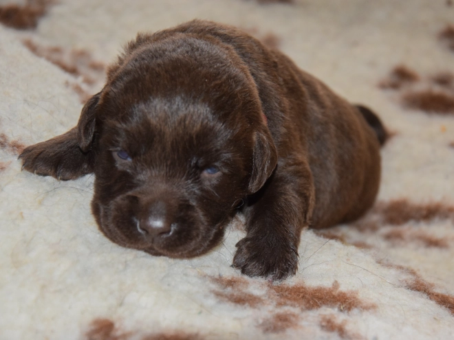 Perros Labrador Retriever en venta