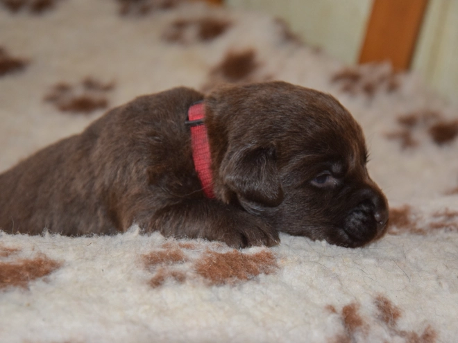 Perros Labrador Retriever en venta
