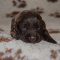 Perros Labrador Retriever en venta