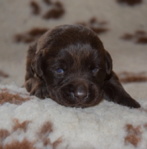 Labrador Retriever Welpe zu verkaufen