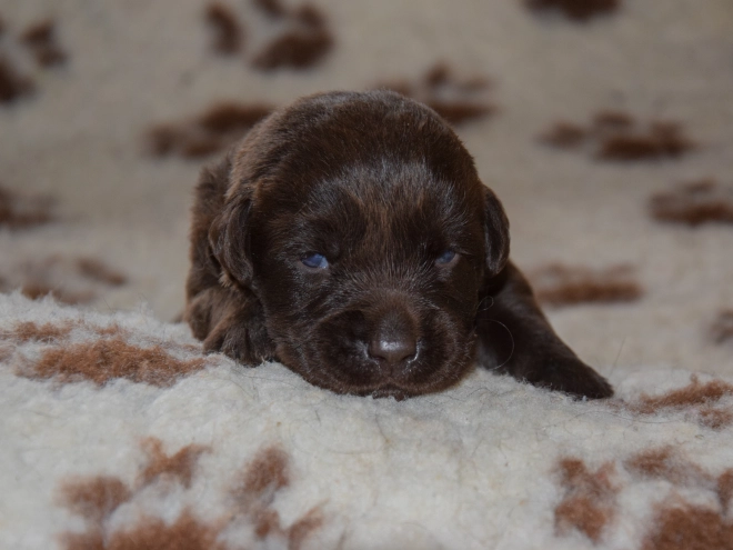Perros Labrador Retriever en venta