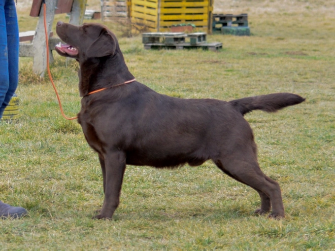 Perros Labrador Retriever en venta