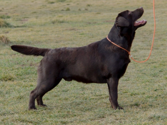 Perros Labrador Retriever en venta
