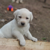 Perros Labrador Retriever en venta