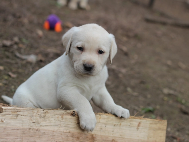 Labrador Retriever Welpe zu verkaufen