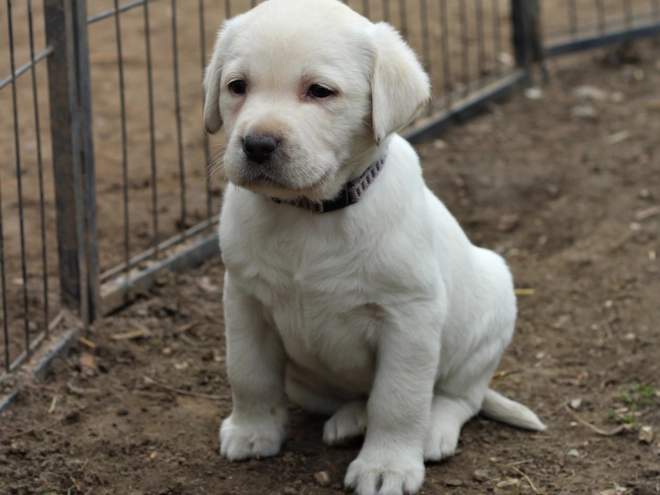 Labrador Retriever Welpe zu verkaufen