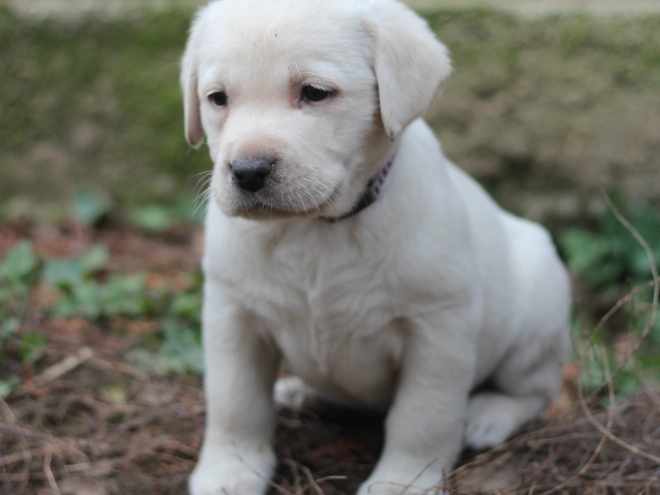 Labrador Retriever Welpe zu verkaufen
