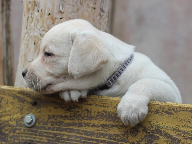 Labrador Retriever Welpe zu verkaufen