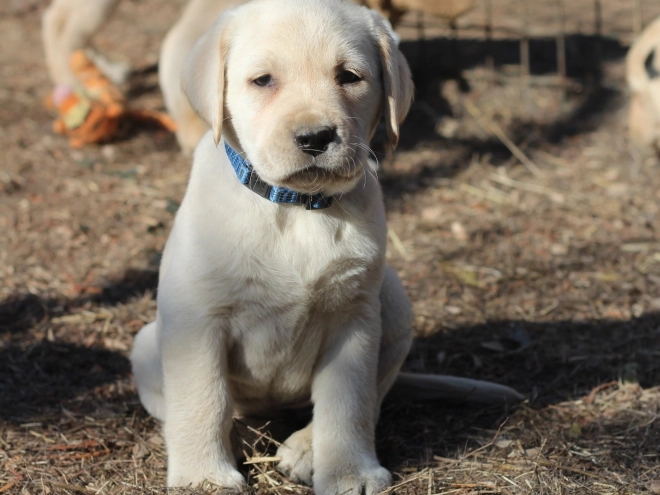 Perros Labrador Retriever en venta