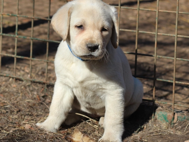Perros Labrador Retriever en venta
