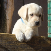 Perros Labrador Retriever en venta