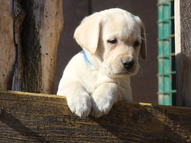 Perros Labrador Retriever en venta