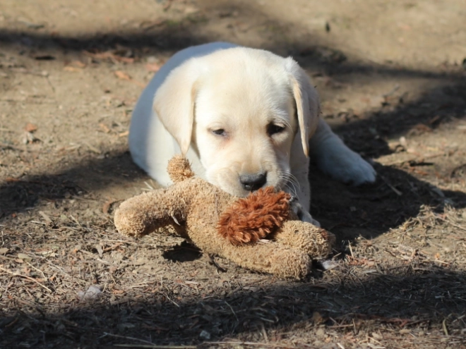 Perros Labrador Retriever en venta