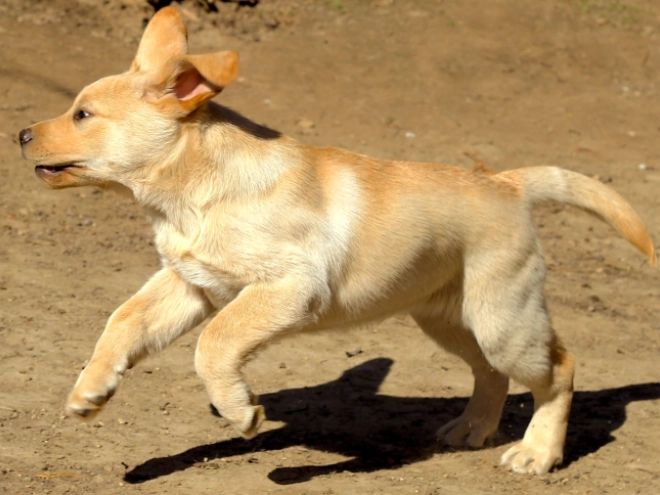Labrador Retriever Welpe kaufen