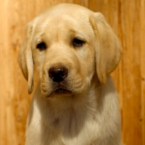 Perros Labrador Retriever en venta