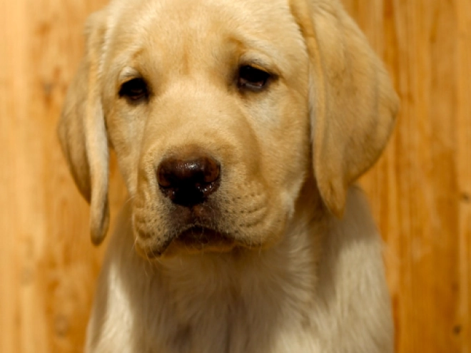 Labrador Retriever Welpe kaufen