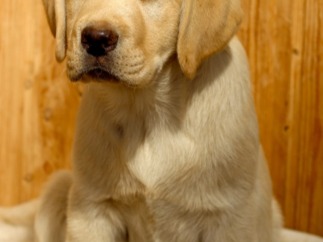 Labrador Retriever Welpe kaufen