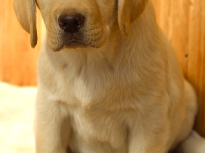 Labrador Retriever Welpe kaufen