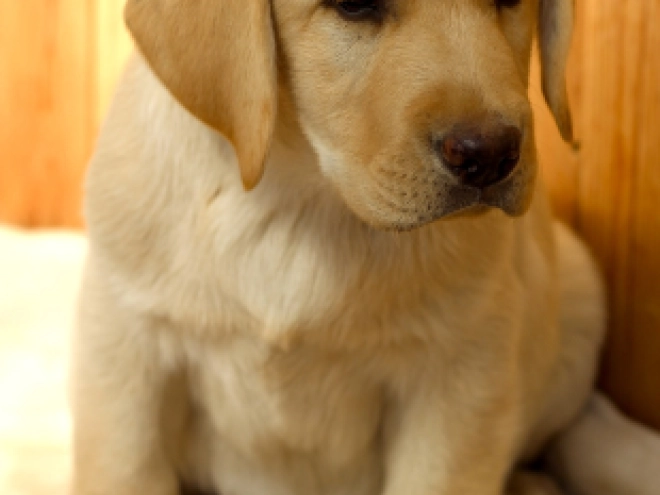 Labrador Retriever Welpe kaufen
