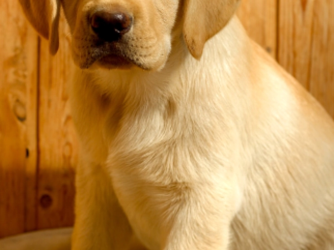 Labrador Retriever Welpe kaufen