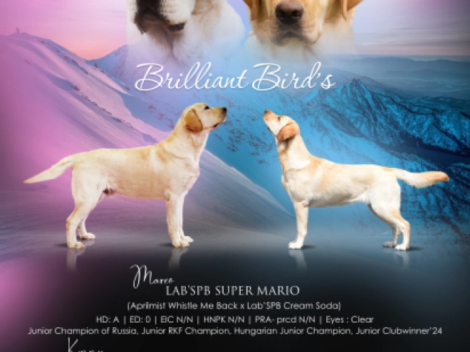 Labrador Retriever Welpe kaufen