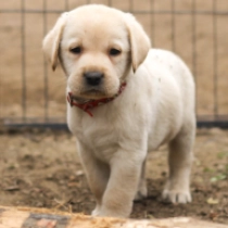 Perros Labrador Retriever en venta