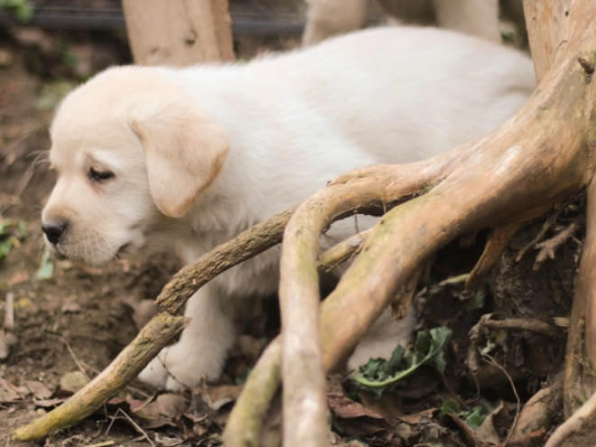 Labrador Retriever puppy for sale