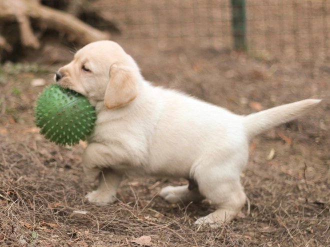 Labrador Retriever puppy for sale