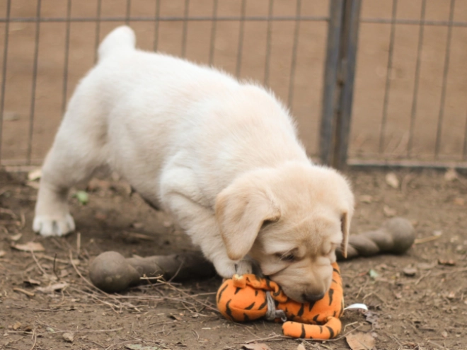 Labrador Retriever puppy for sale