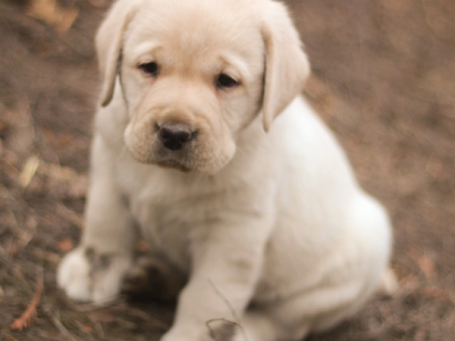 Labrador Retriever puppy for sale