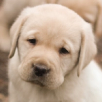 Perros Labrador Retriever en venta