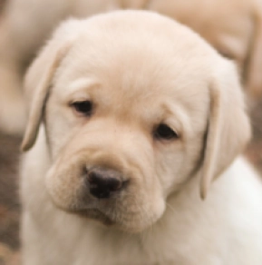 Perros Labrador Retriever en venta