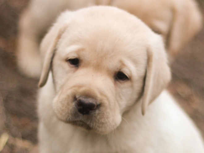 Labrador Retriever puppy for sale