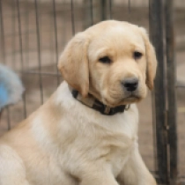 Perros Labrador Retriever en venta