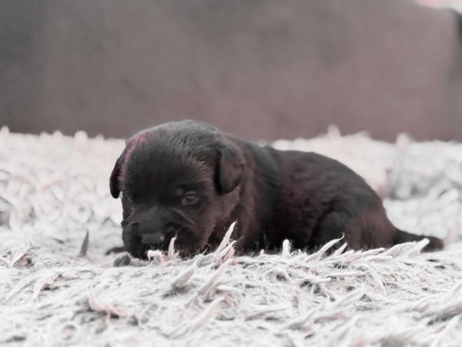 Labrador Retriever puppy for sale