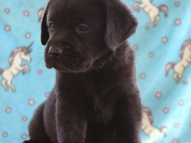 Labrador Retriever puppy for sale