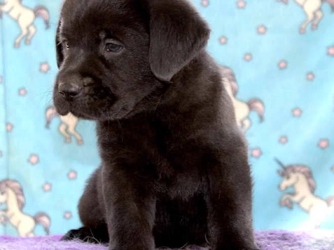 Labrador Retriever puppy for sale