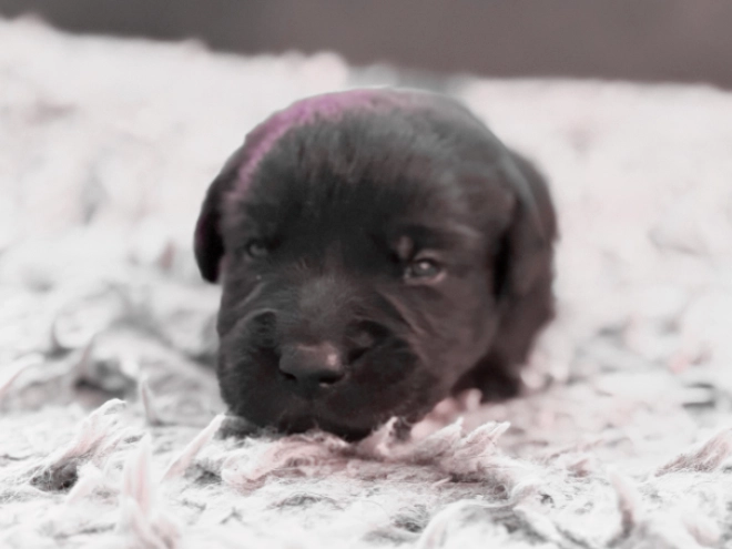 Labrador Retriever puppy for sale