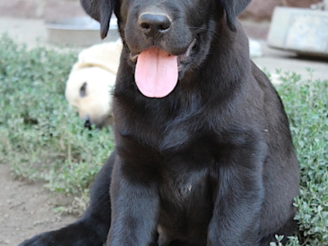 Labrador Retriever puppy for sale