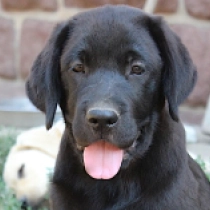 Toby, black Labrador Retriever Welpen kaufen
