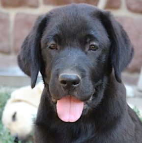 Perros Labrador Retriever en venta
