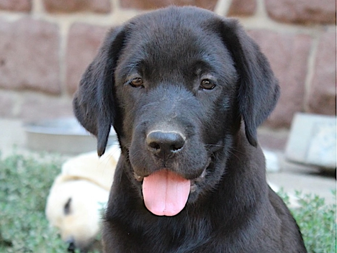 Labrador Retriever puppy for sale