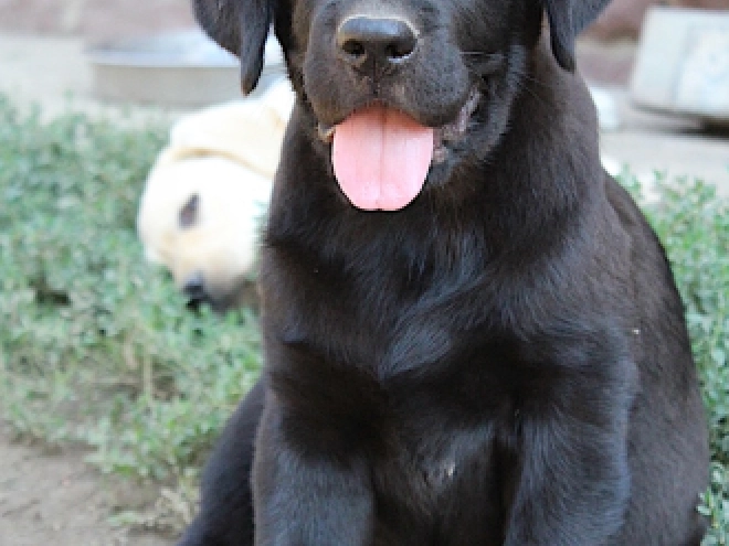 Labrador Retriever puppy for sale