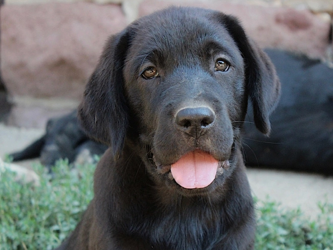 Labrador Retriever puppy for sale